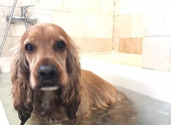 狗狗洗澡必知常识（掌握正确方法让宠物健康美丽）