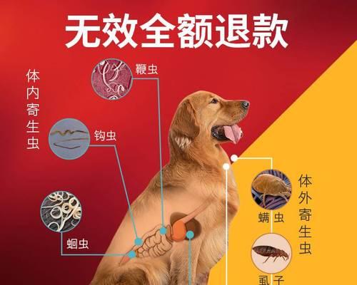 如何预防法国斗牛犬皮肤病？（一起来了解这些养犬经验吧！）