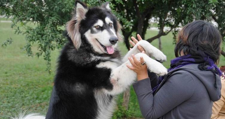 了解阿拉斯加雪橇犬常见疾病，打造健康宠物生活（预防、治疗、呵护，关爱你的爱犬）