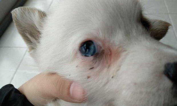 狗狗眼睛里的液体究竟是什么？（探究狗狗眼部构造与液体功能，解析犬眼健康之道）