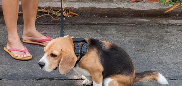 秋田犬肛门腺问题解析（宠物养护必知，教你正确处理肛门腺问题）