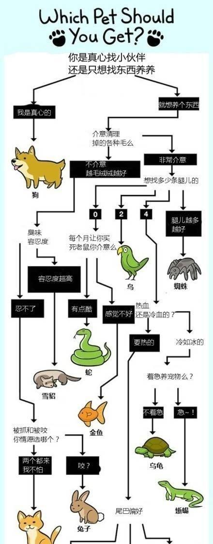 樱桃灯鱼饲养全攻略（如何成为一名成功的樱桃灯鱼饲养者？）