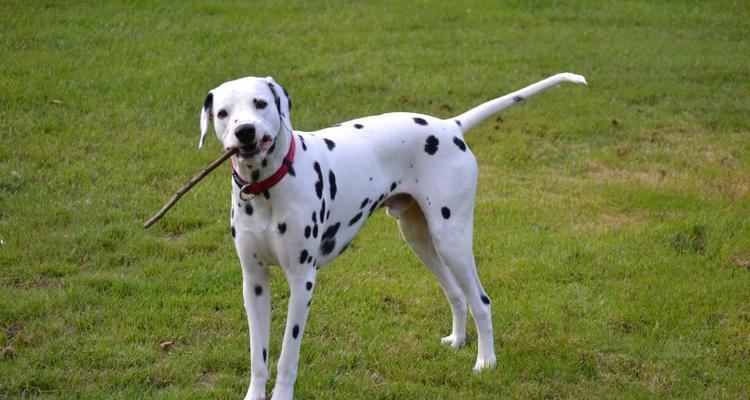 如何解决宠物大麦町犬拉稀问题（掌握正确喂养方法，帮助大麦町犬摆脱拉稀烦恼）