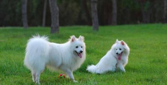 银狐犬的饲养指南（养狐狸也要讲究，银狐犬饲养的关键点）