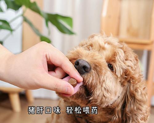 母犬怀孕期能否服用驱虫药？（安全用药的秘诀及常见注意事项）