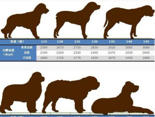 如何科学管理成年犬的饮食（重要的饮食管理技巧和营养要点）