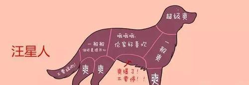 抚摸萨摩耶犬的好处（以宠物为主，享受身心健康之旅）