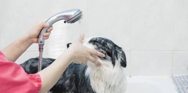 狗狗洗澡指南（如何安全、愉快地给宠物洗澡）