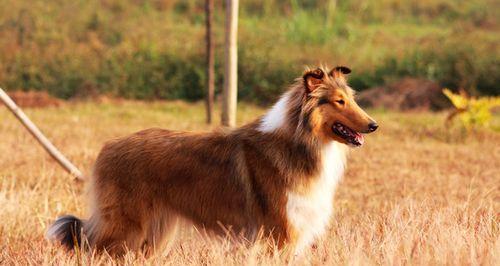 苏格兰牧羊犬看家训练指南（打造最可靠的家庭守卫）