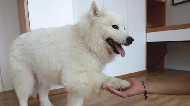 训练爱犬拒食的技巧（以宠物为主的饮食管理策略）