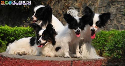 打造宠物狗狗的天堂——犬舍的重要性（宠物狗狗养殖犬舍它缘，让你的爱犬拥有舒适的家）