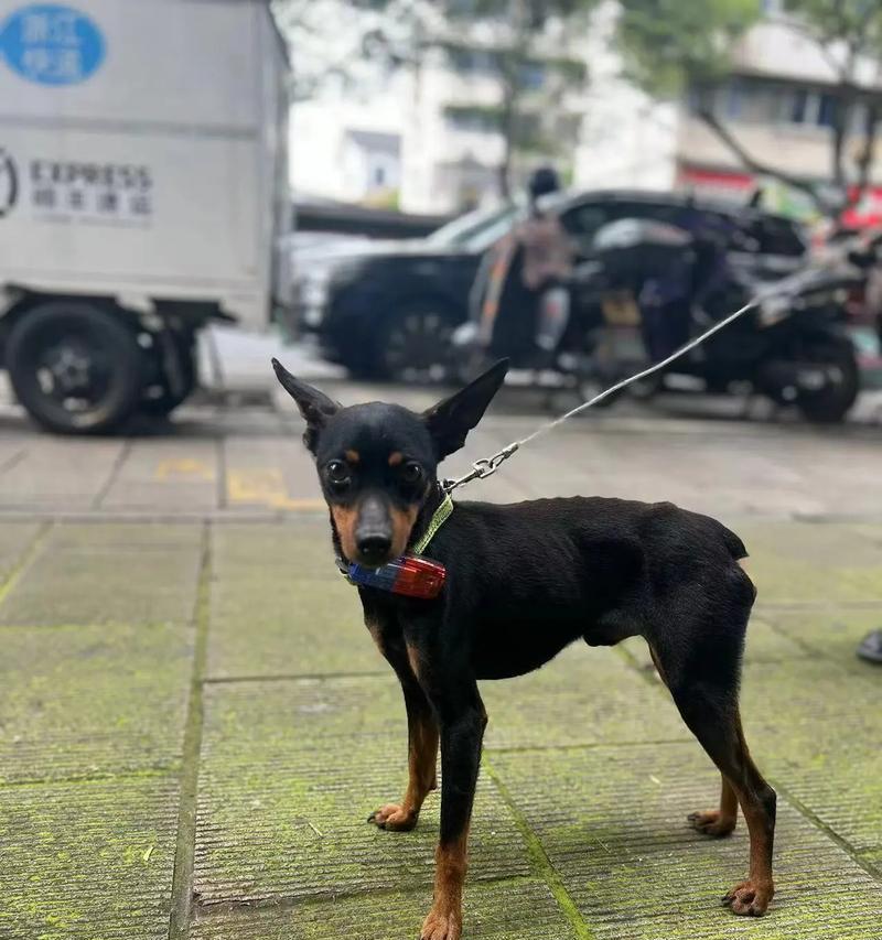 小鹿犬的寿命（宠物爱好者必看，小鹿犬的生命如何延长）