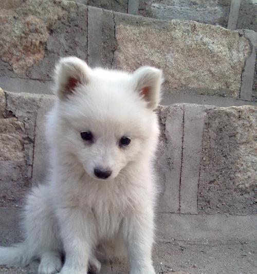 银狐犬饮食培养攻略（以宠物为主，让你的银狐犬养成好习惯）