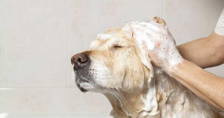 如何让你的宠物狗狗爱上洗澡（让宠物变成洗澡小能手的秘诀）