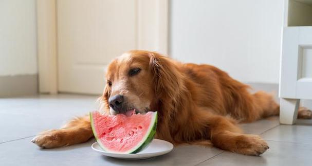 狗狗泰迪不能吃的水果有哪些？（了解这些信息，让宠物更健康）