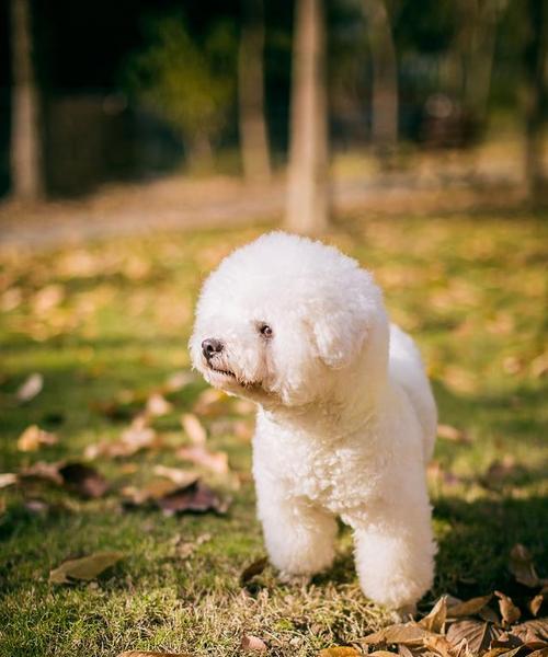 小心！以比熊犬吃了这些东西会拉肚子！（宠物狗拉肚子的原因和预防措施，让你的比熊犬健康成长）