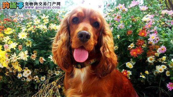 如何科学养护可爱的可卡犬（宠物可卡犬的日常护理与健康管理）