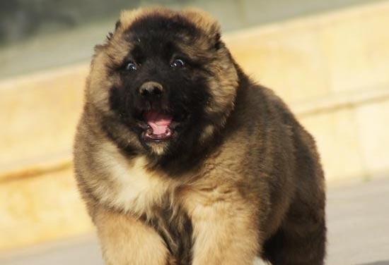 高加索幼犬饲养指南（以宠物为主，让你的幼犬健康成长）