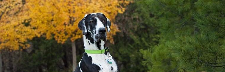 探寻大丹犬的特征标准（了解一只优秀的宠物大丹犬从哪些方面入手）