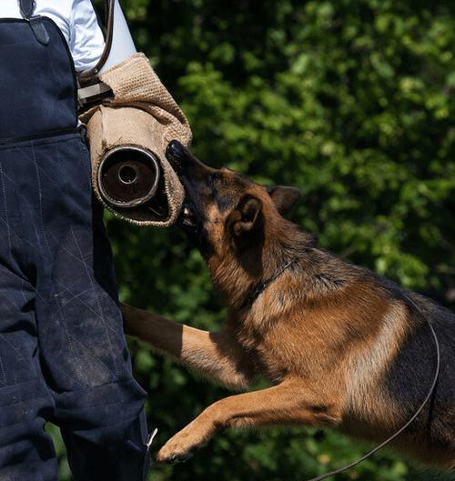 藏獒死亡率高的原因分析（探究藏獒死亡率高的主要原因及预防措施）