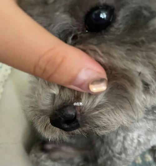 狗嘴巴红肿脱皮，该怎么办？（宠物的口腔问题是如何出现的？如何预防和治疗？）