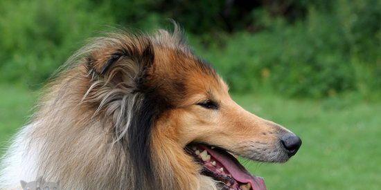 如何处理苏格兰牧羊犬脱毛问题（针对苏格兰牧羊犬脱毛的五种有效方法）