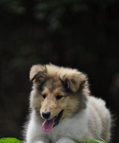 如何辨别苏格兰牧羊犬的纯度？（一起学习苏格兰牧羊犬的特点与辨别方法）