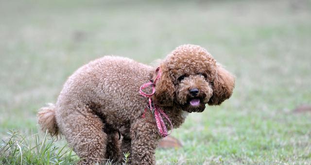 成年贵宾犬易患疾病及预防（关爱宠物，从健康开始；预防胜于治疗）