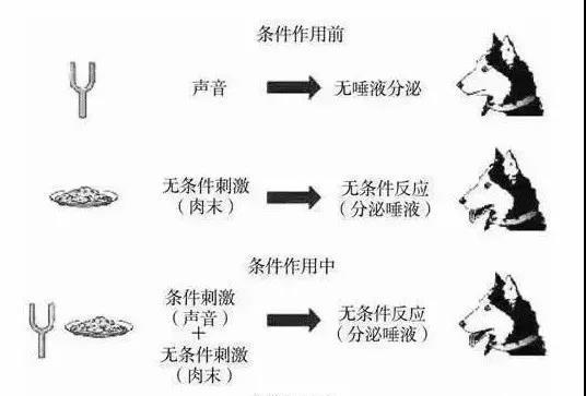 如何分辨比特犬得真假感冒？（宠物健康必知——比特犬感冒鉴别技巧）