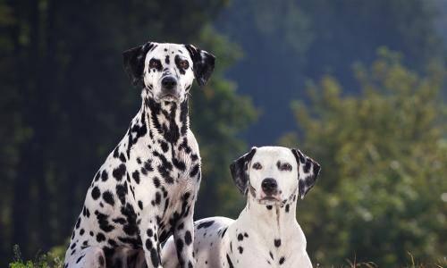 如何养护大麦町犬（养大麦町犬，你需要知道的15个注意点）