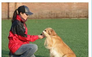 如何训练狗狗学会握手动作（以宠物为主，教你训练狗狗学习握手技巧）
