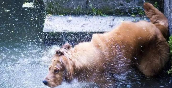 为什么狗狗喜欢猛喝水？（探究狗狗饮水量大的原因与解决方法）