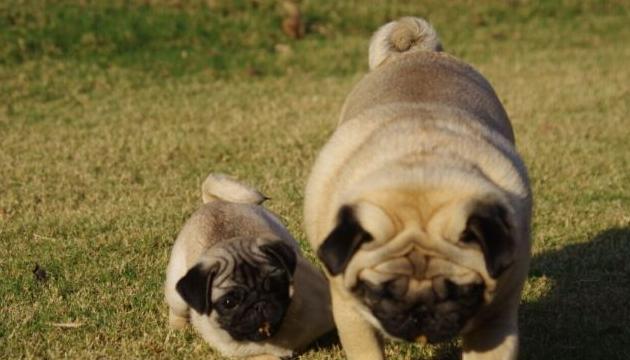 巴哥犬养护全攻略（从喂食到运动，你需要知道的一切）