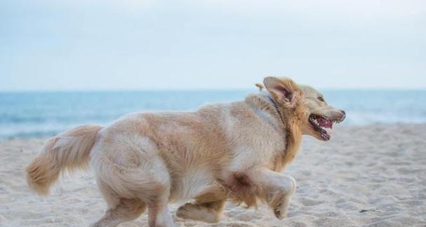 金毛犬的食量到底有多大？（探究金毛犬食量问题的原因和解决方案）