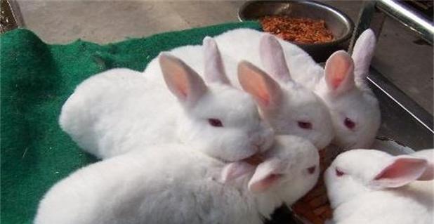 法系獭兔的饲养指南——让你的小可爱健康成长（从选择到喂养，全面了解法系獭兔的饲养方法）