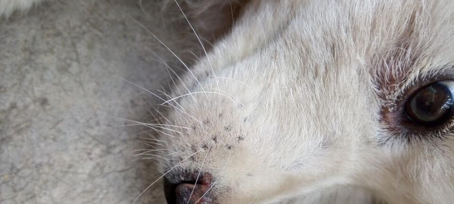 狗狗眼睛上长痘痘，这是为什么？（探究狗狗眼部痘痘的成因及预防措施）