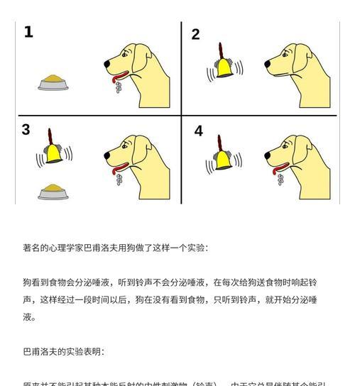 如何训练一只优秀的杜高犬（杜高犬训练技巧及注意事项，提升宠物的智商和能力）