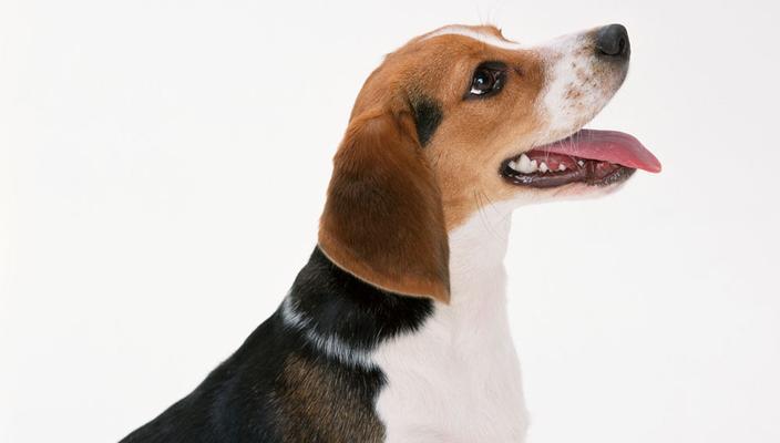 如何预防和治疗狗狗的咽炎（宠物健康小贴士，预防咽炎让狗狗更健康）