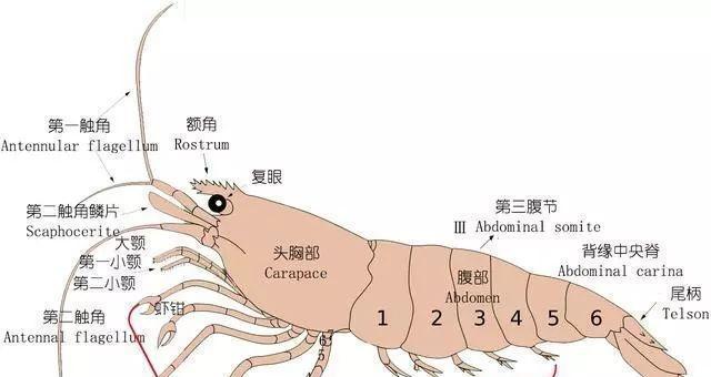 如何科学养护宠物巢鼠（巢鼠养护的技巧与注意事项）