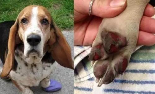 狗狗烫伤的急救方法（如何保护宠物不被烫伤？一起来了解！）