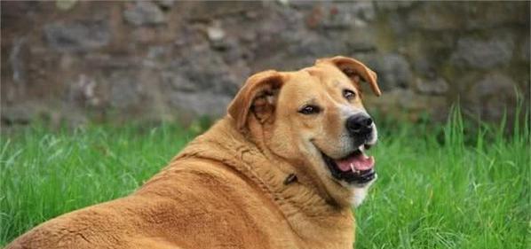 狗狗肥胖的危害大曝光！（如何预防和治疗肥胖症？）