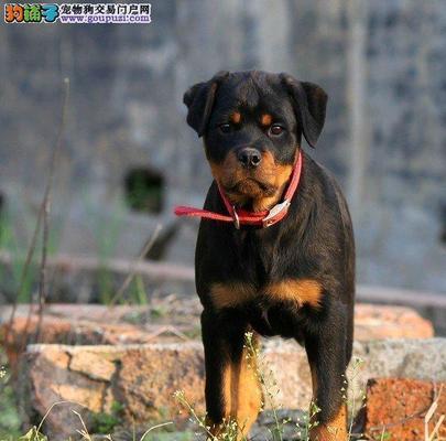 如何选择一只健康活泼的罗威纳幼犬（选购罗威纳幼犬的要点和技巧，让宠物生活更美好）