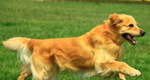 金毛犬冬季饮食大全