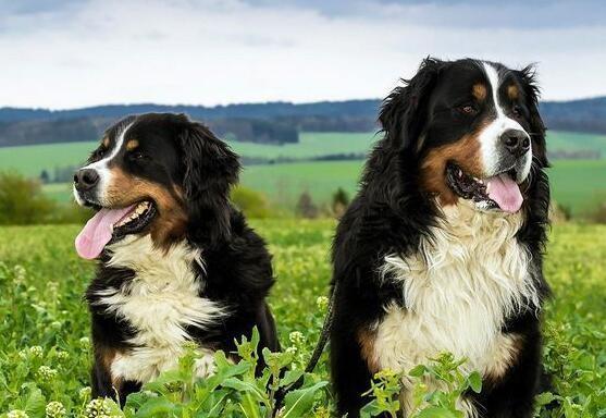 以伯恩山犬的年度驱虫计划（为宠物健康保驾护航）