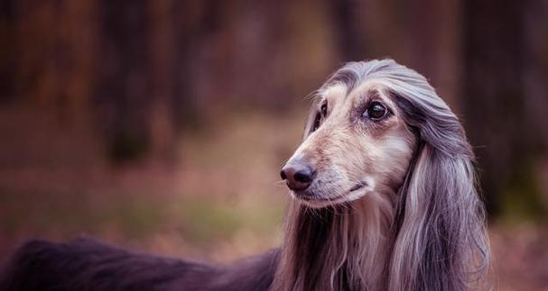 养阿富汗猎犬需要注意的问题（宠物爱好者必读，阿富汗猎犬养护指南）