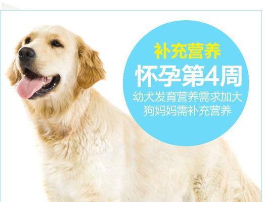 孕期母犬和新生幼犬的护理（宠物健康的关键在于细致入微的护理）