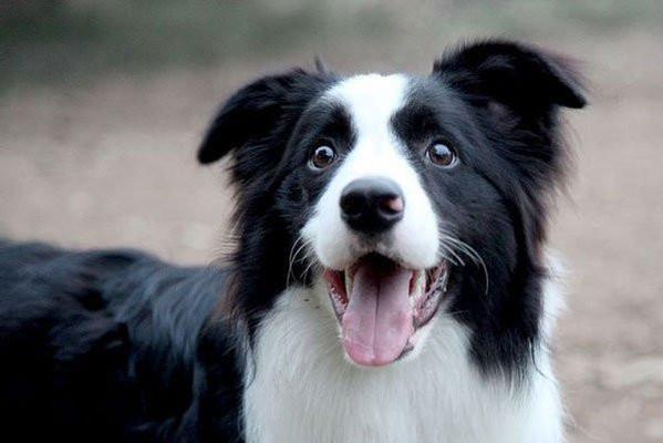 边境牧羊犬可以吃香蕉吗？（了解边牧的饮食需求与健康状况，才能正确喂食香蕉）