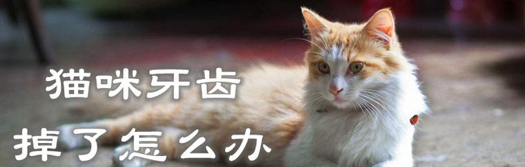 猫咪换牙齿必知，宠物护理全攻略（以猫咪换牙齿为切入点，关注宠物全面健康）