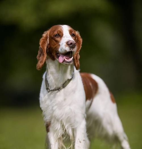 骑士查理王小猎犬的养护之道（从喂食到训练，为您详解如何养好一只骑士查理王小猎犬）