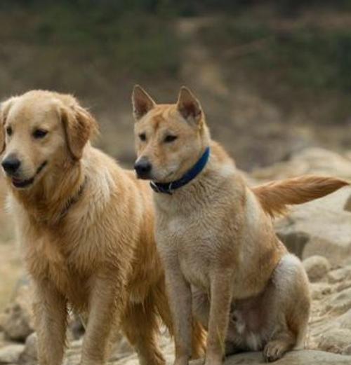 中华田园犬的饲养方法（健康、快乐的犬宠生活）